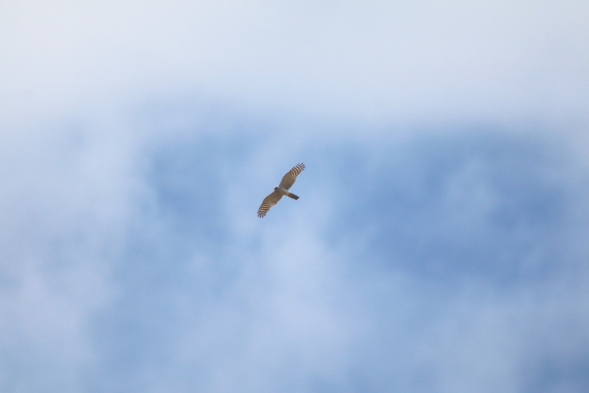 Ovambo Sparrowhawk - ML652216115