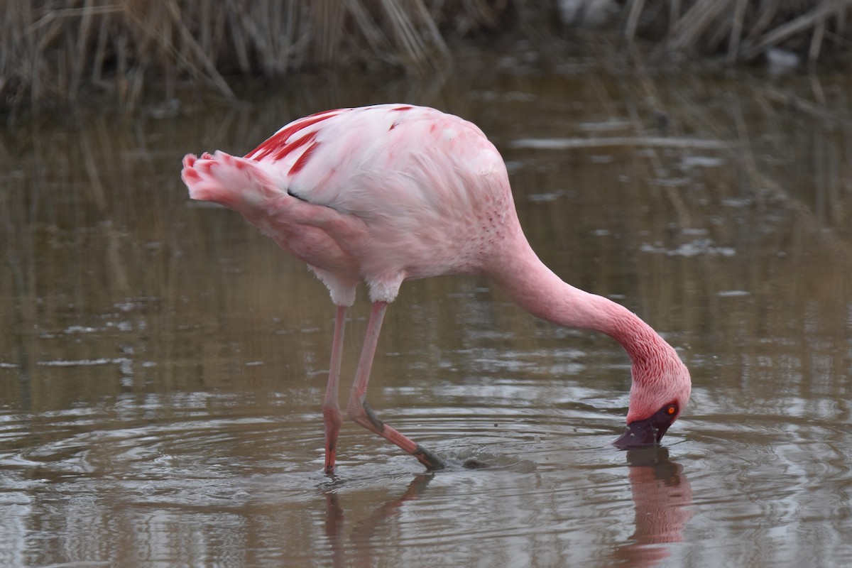 Фламінго малий - ML652216301