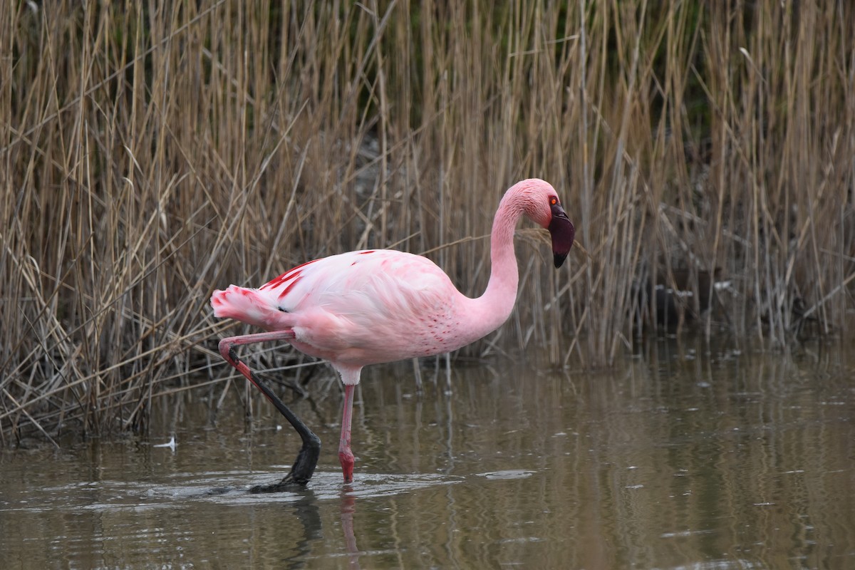 Фламінго малий - ML652216360