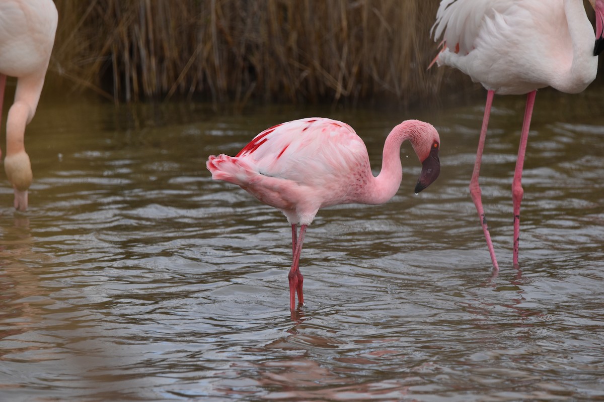 Фламінго малий - ML652216389