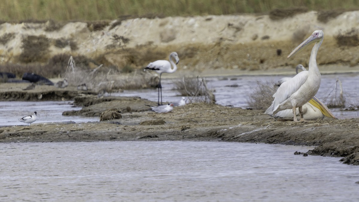 Шилоклювка - ML652216605