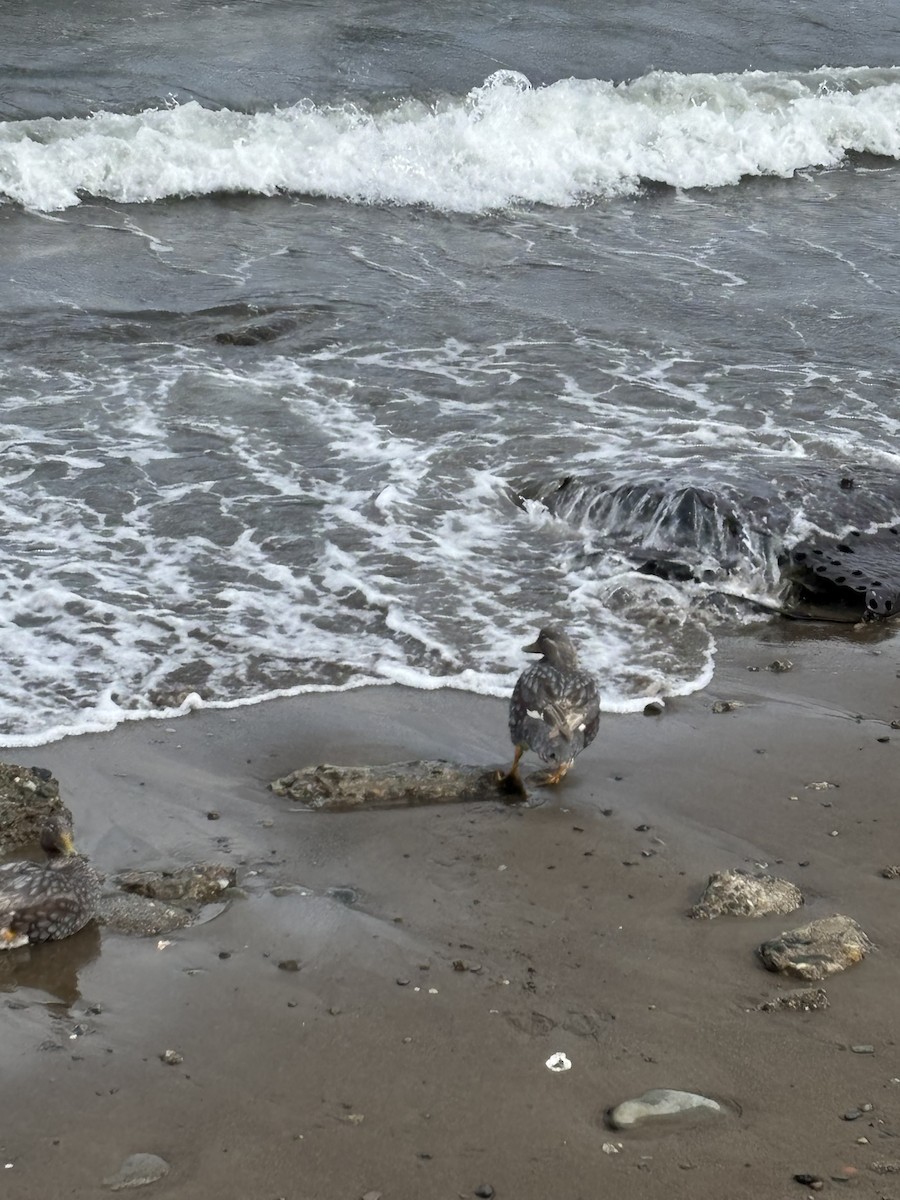 kachyně patagonská - ML652216708