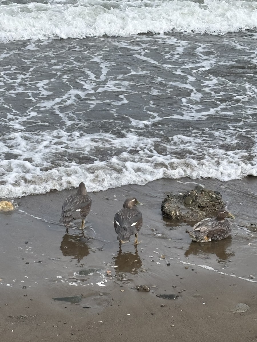 kachyně patagonská - ML652216709