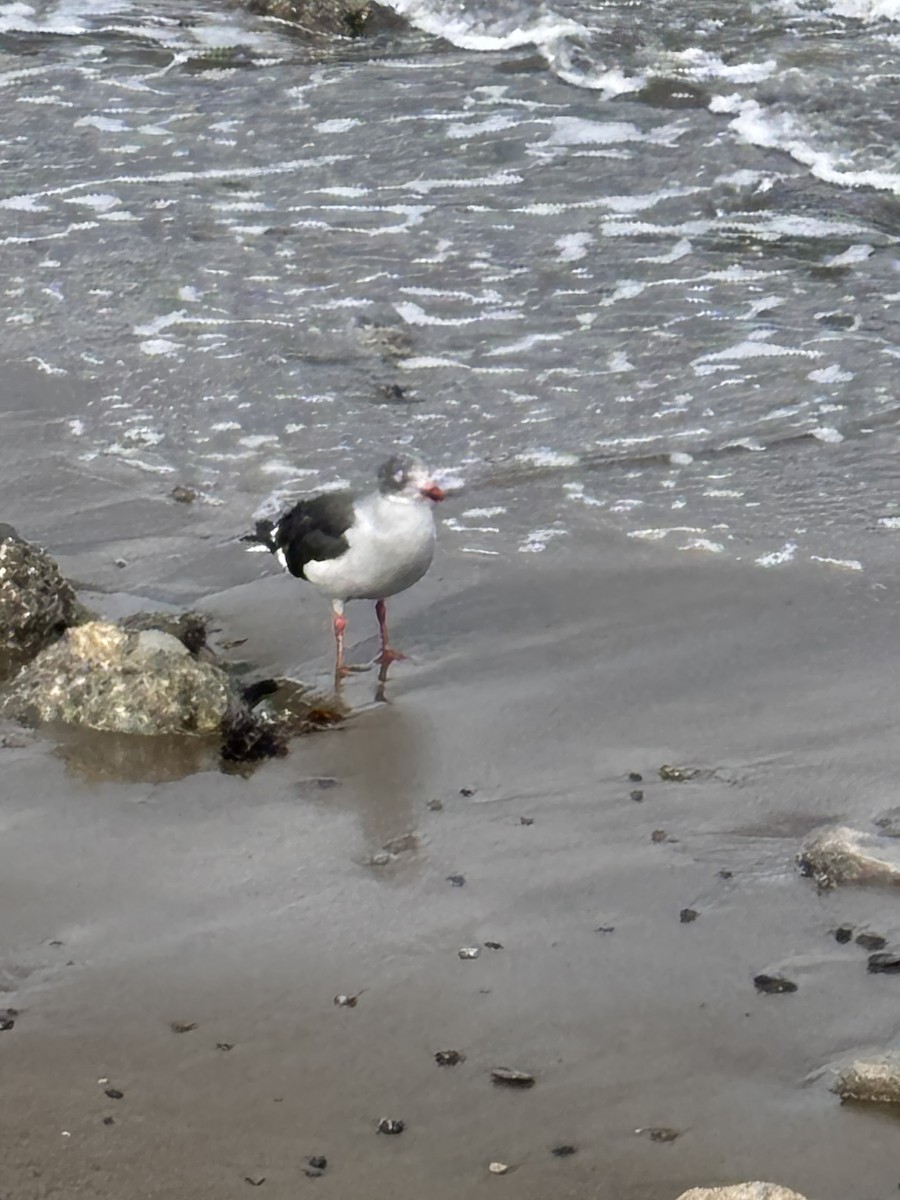 racek magellanský - ML652216736