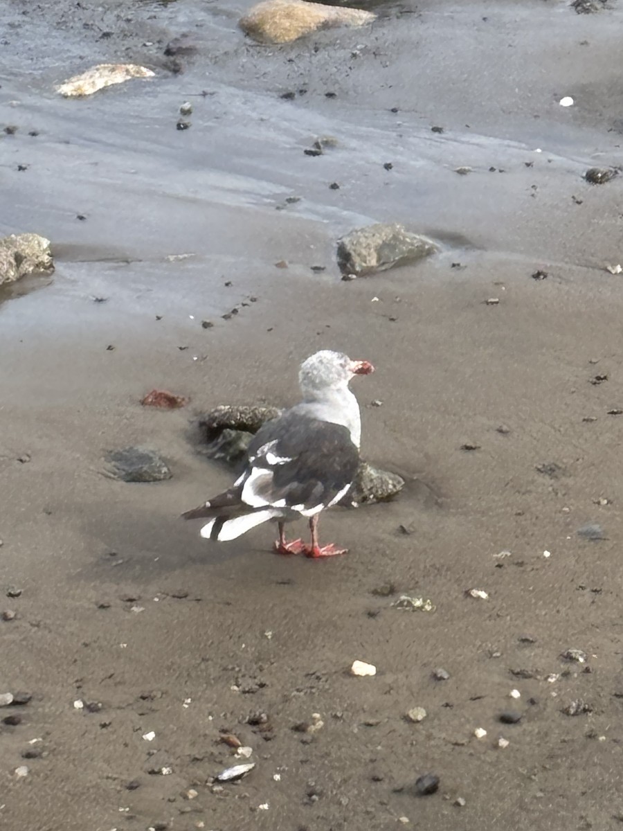 racek magellanský - ML652216737