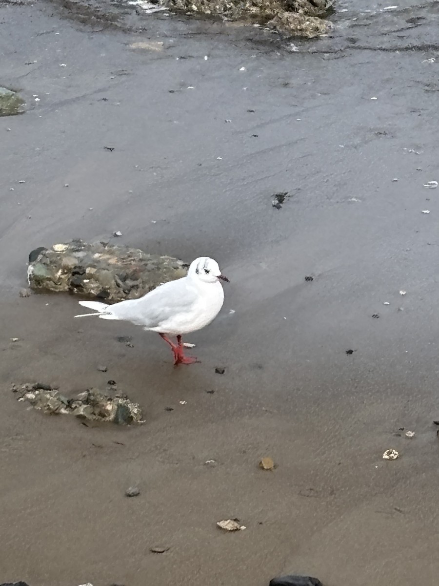 racek patagonský - ML652216757