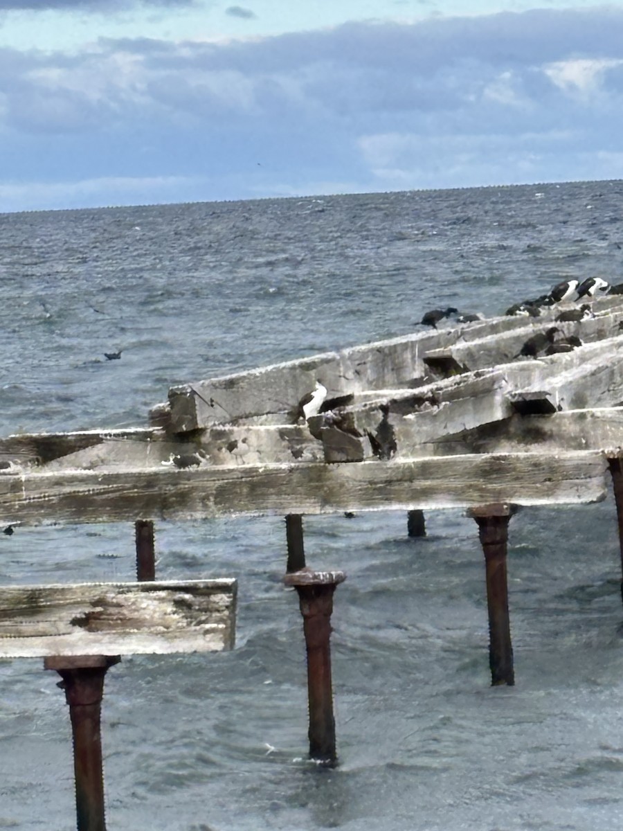 kormorán modrooký - ML652216789