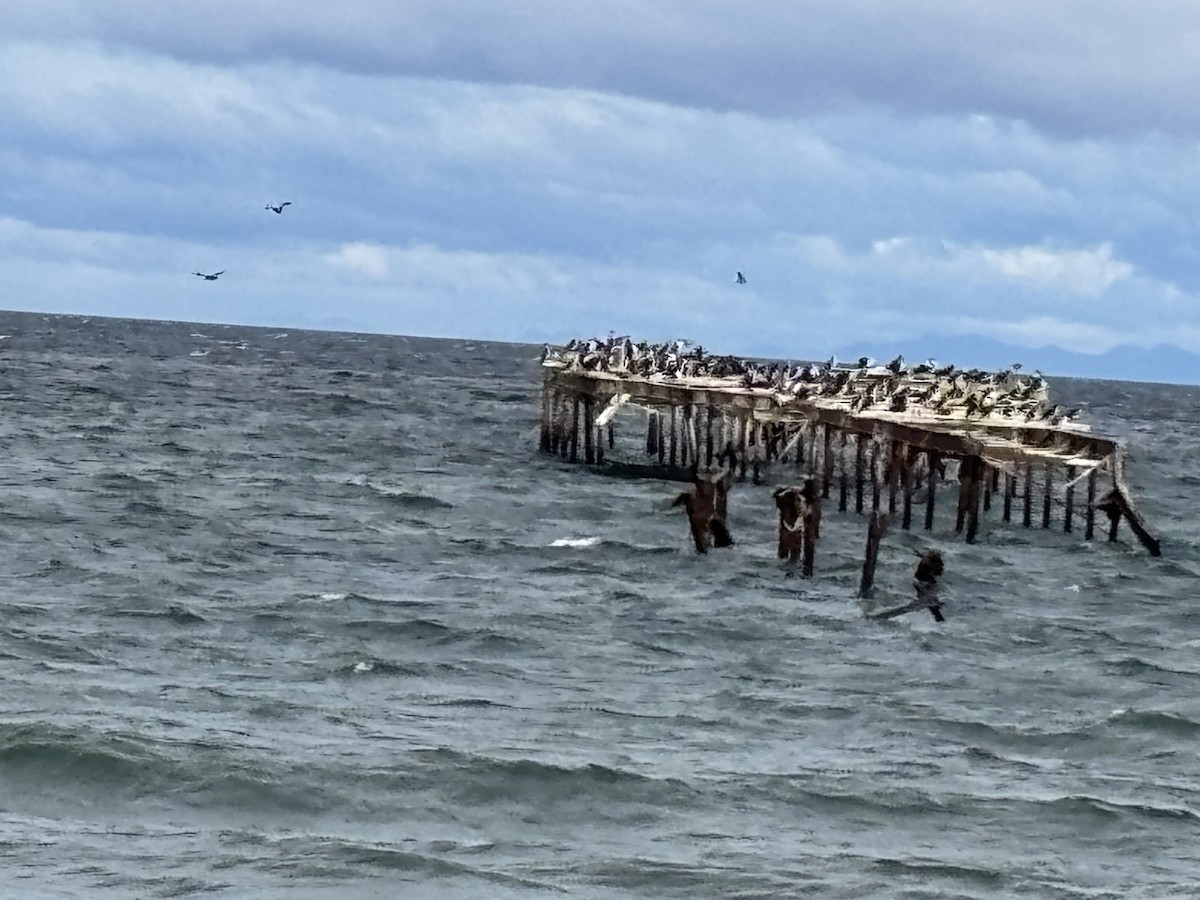 kormorán modrooký - ML652216790