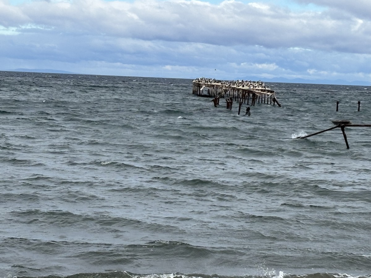 kormorán modrooký - ML652216791