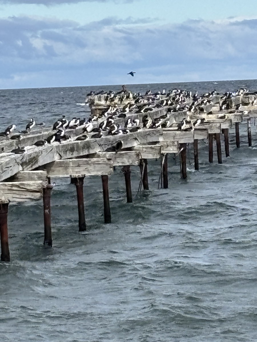 kormorán modrooký - ML652216792