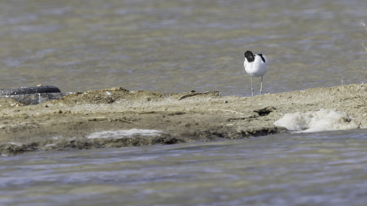 Шилоклювка - ML652216920