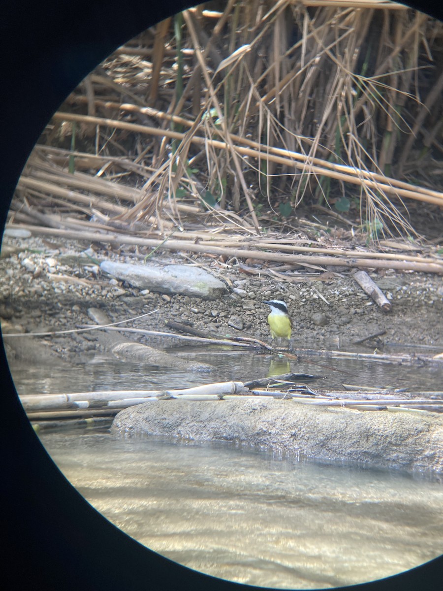 キバラオオタイランチョウ - ML652217396