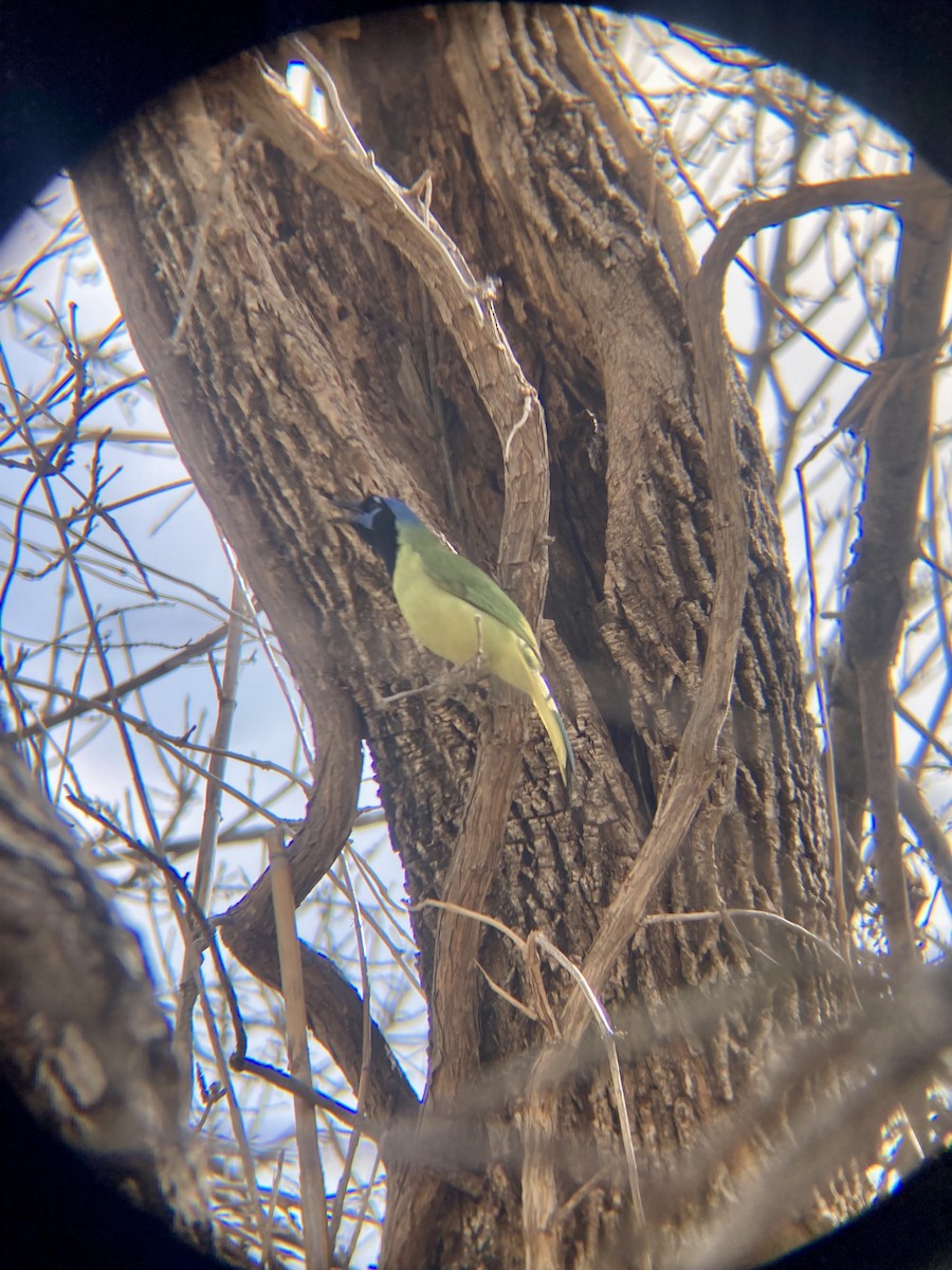 インカサンジャク - ML652217413