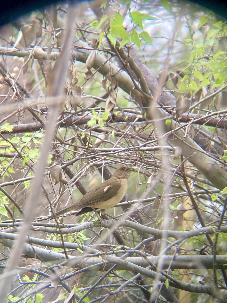 バフムジツグミ - ML652217431