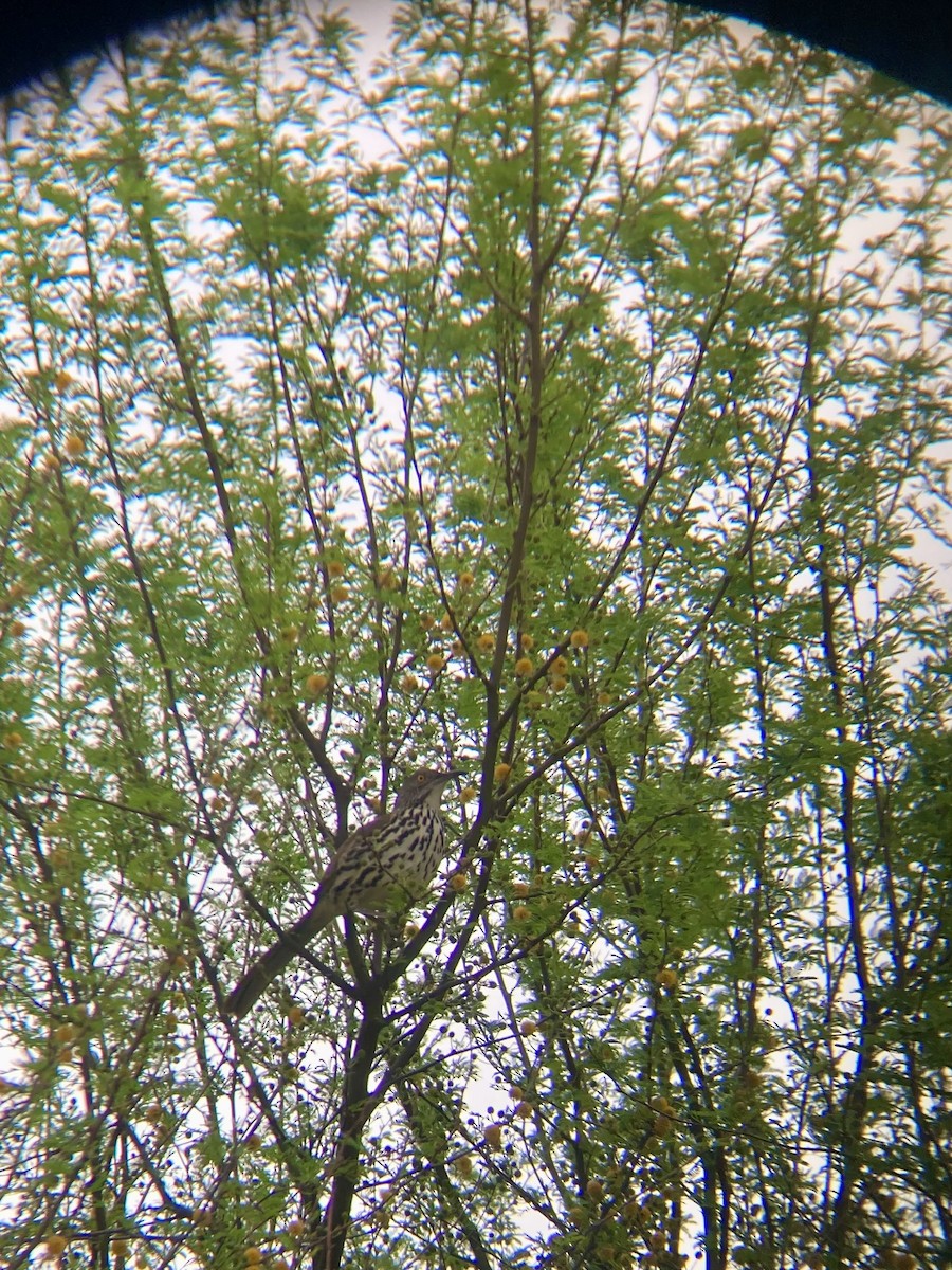 ハシナガツグミモドキ - ML652217436