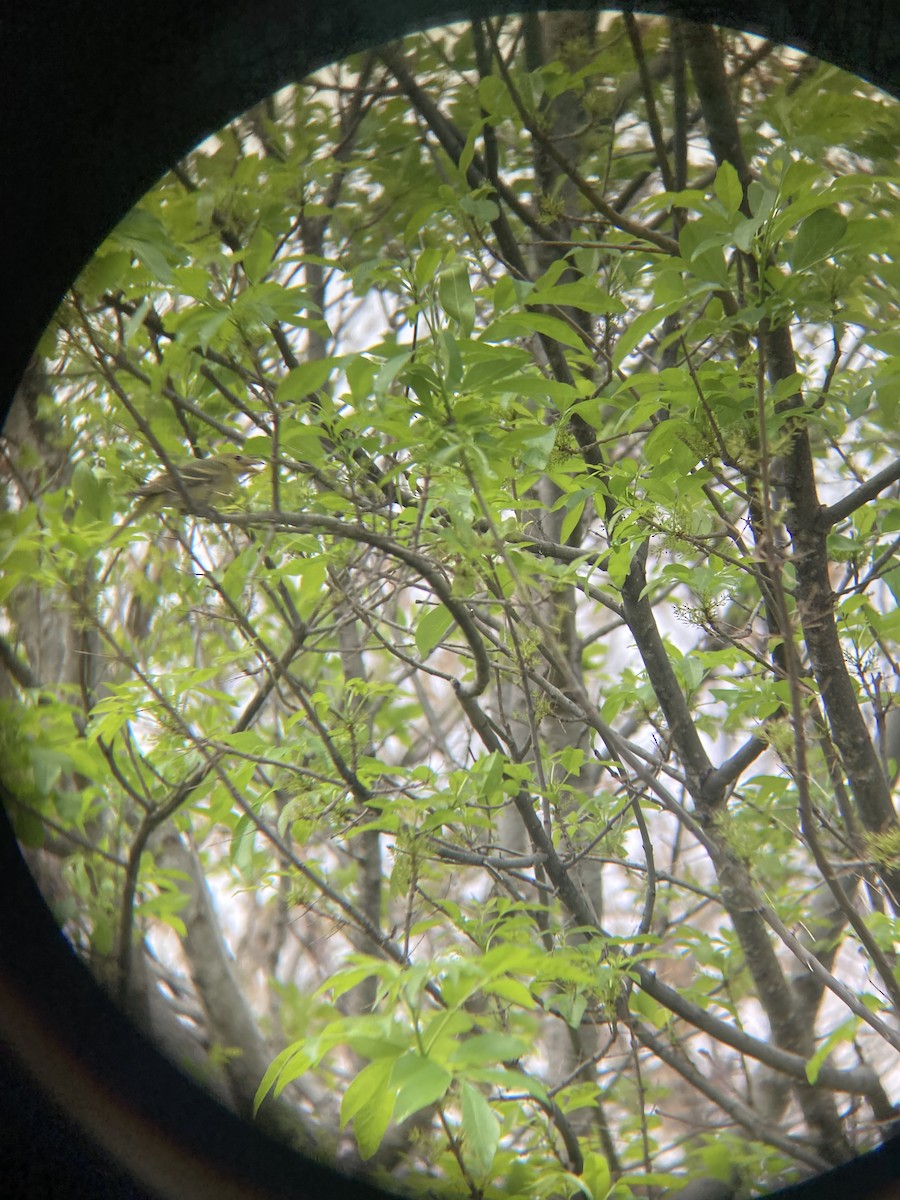 ニシフウキンチョウ - ML652217445