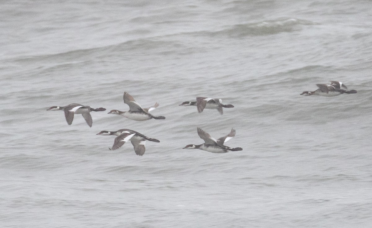 טבלן לבן-לחיים - ML652217817