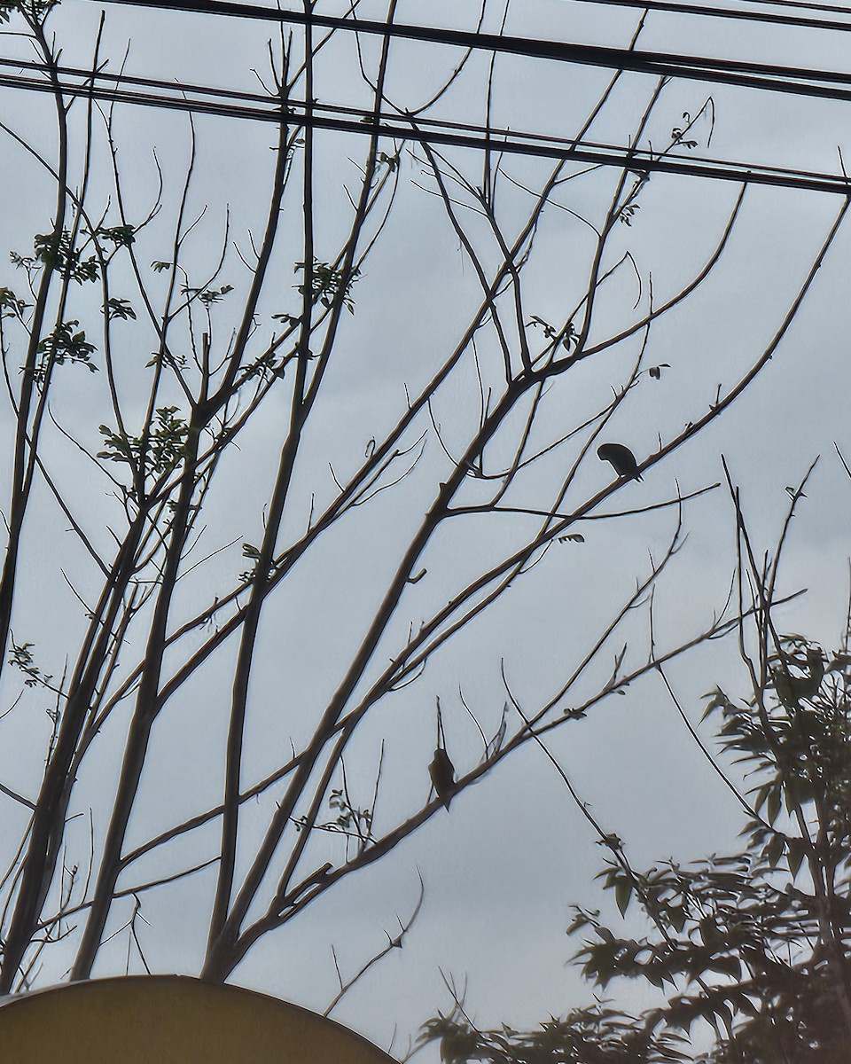 Тіріка буроплечий - ML652217947