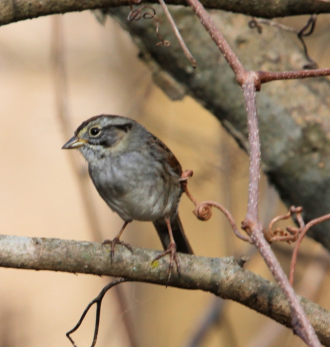 Bruant des marais - ML652217997