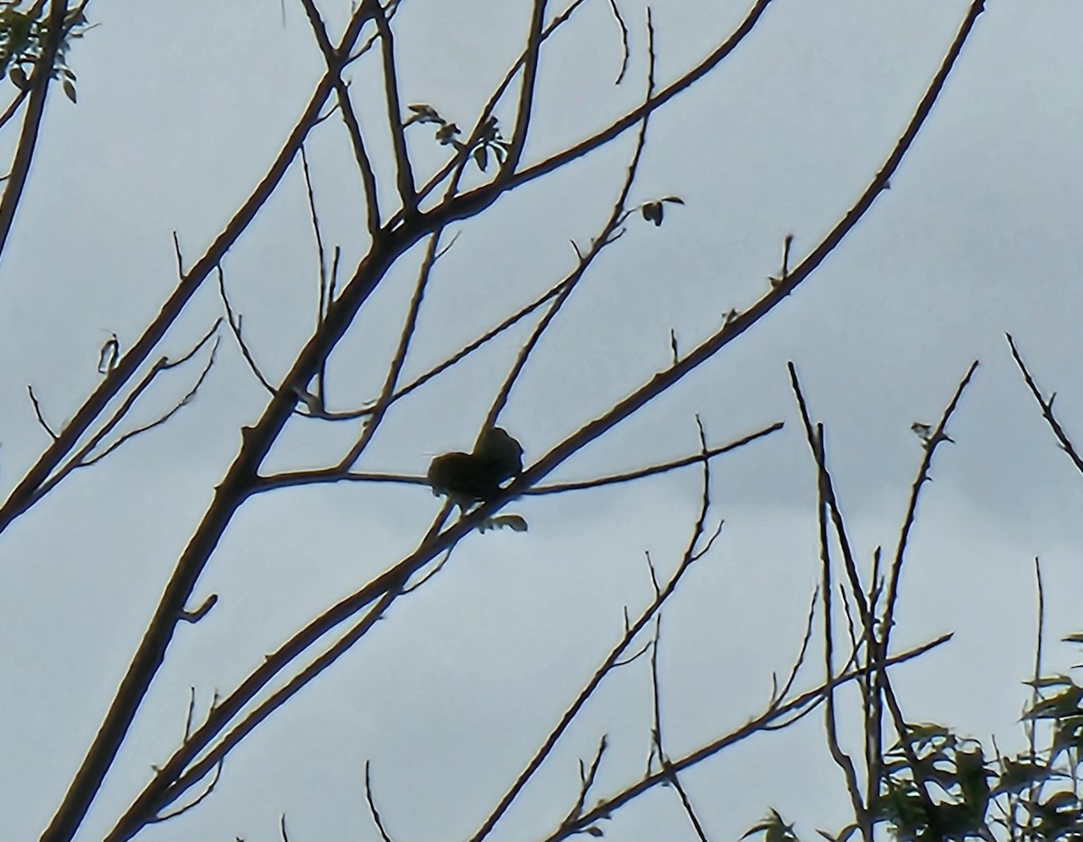 Тіріка буроплечий - ML652218004