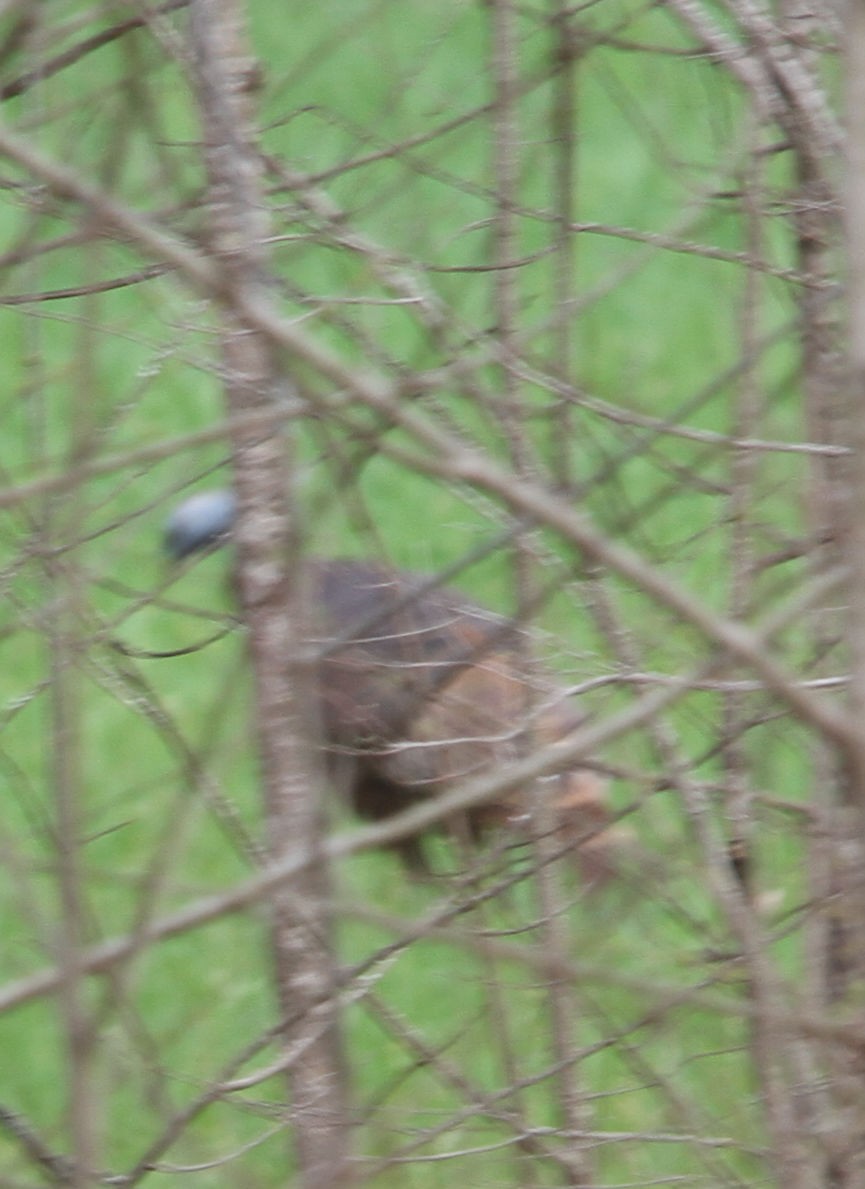 Dindon sauvage - ML652218060