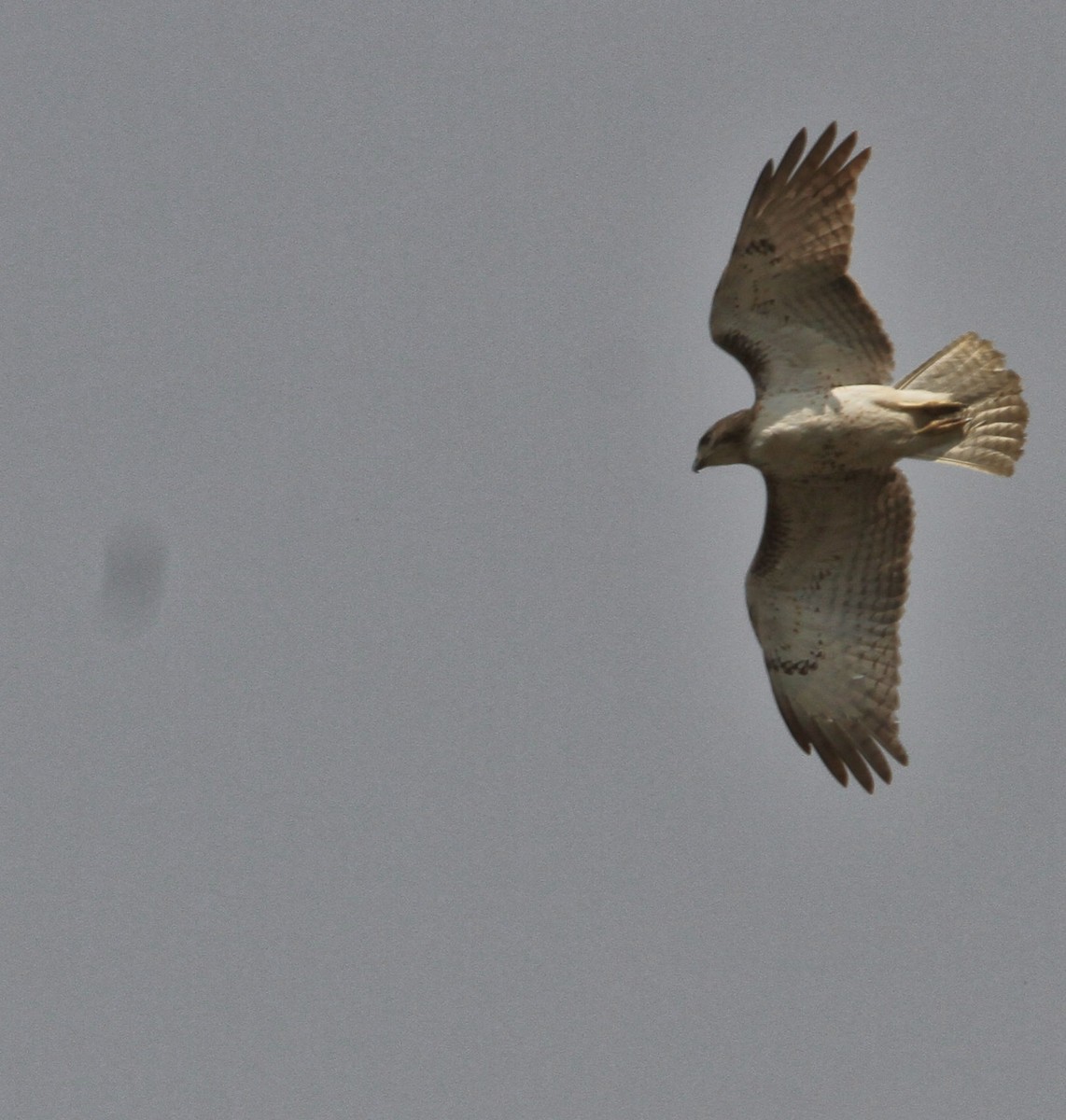 Buse à queue rousse - ML652218123