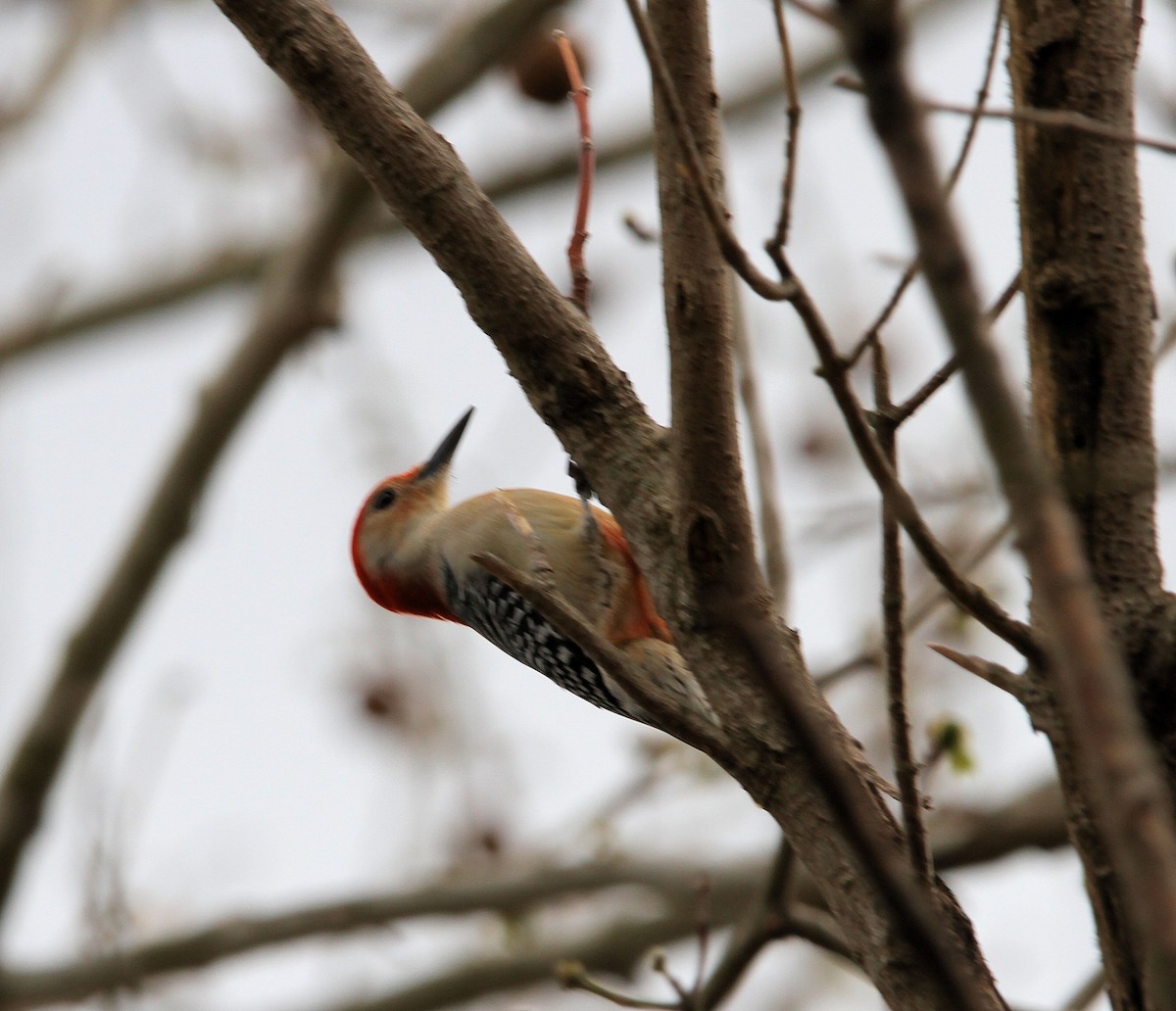 Pic à ventre roux - ML652218136