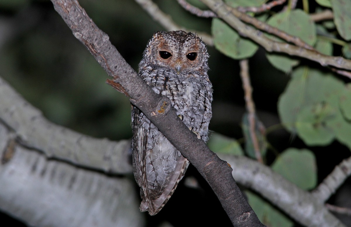 Flammulated Owl - ML652218150