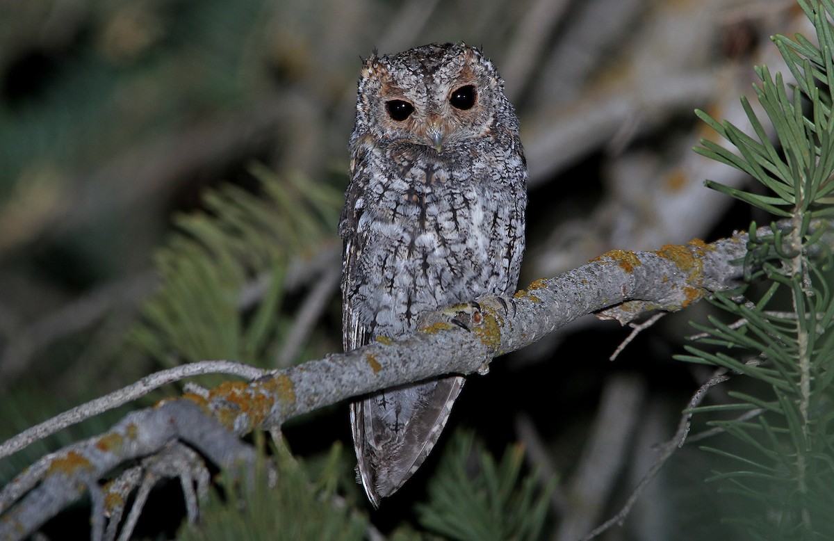 Flammulated Owl - ML652218151