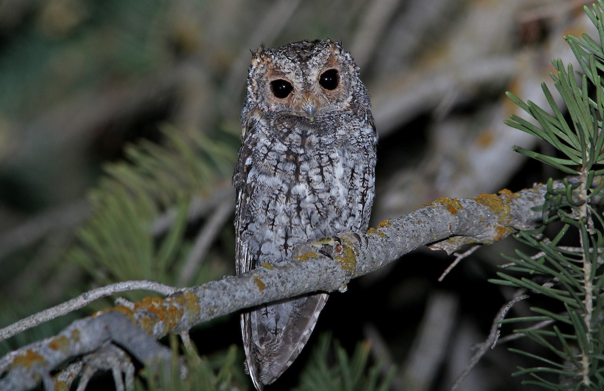 Flammulated Owl - ML652218152