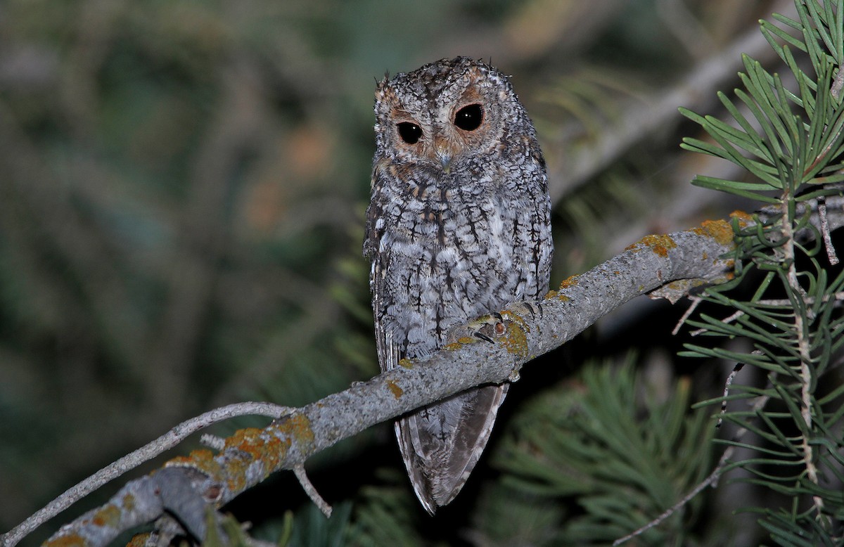 Flammulated Owl - ML652218153
