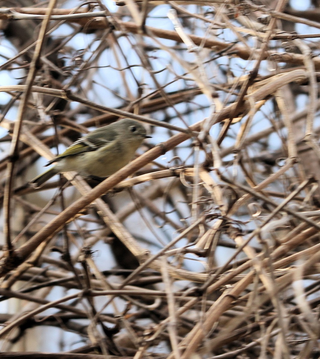 Roitelet à couronne rubis - ML652218155