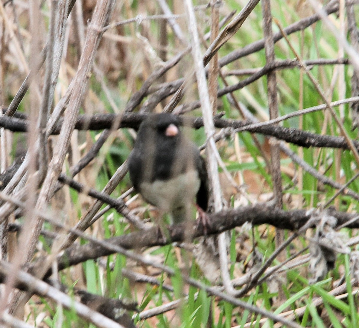 Junco ardoisé - ML652218177