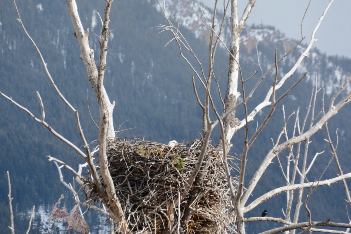 Ak Başlı Kartal - ML652218201