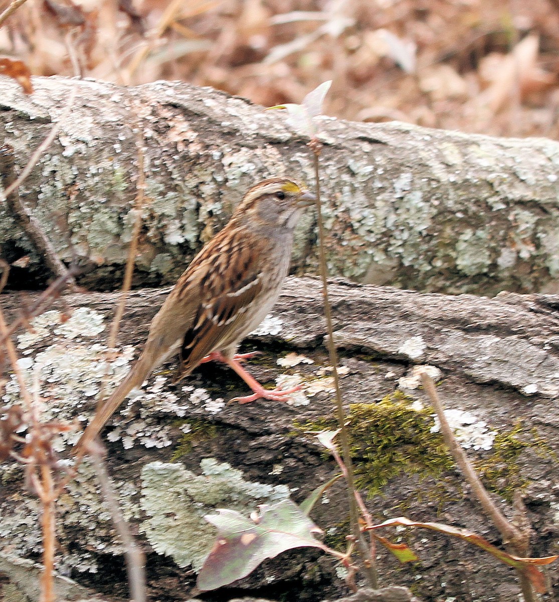 Bruant à gorge blanche - ML652218202