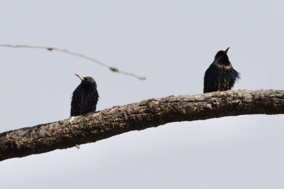 Sığırcık - ML652218211