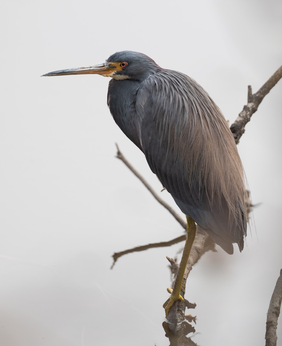 Tricolored Heron - ML652218311