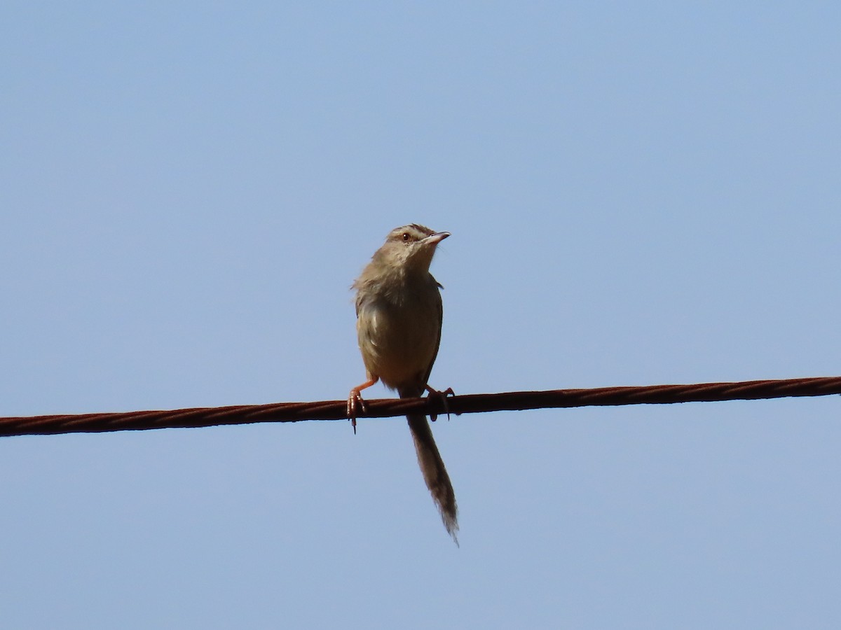 Plain Prinia - ML652218365