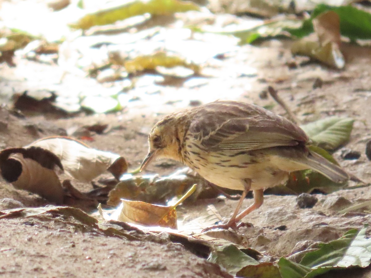 Nilgiri Pipit - ML652218366