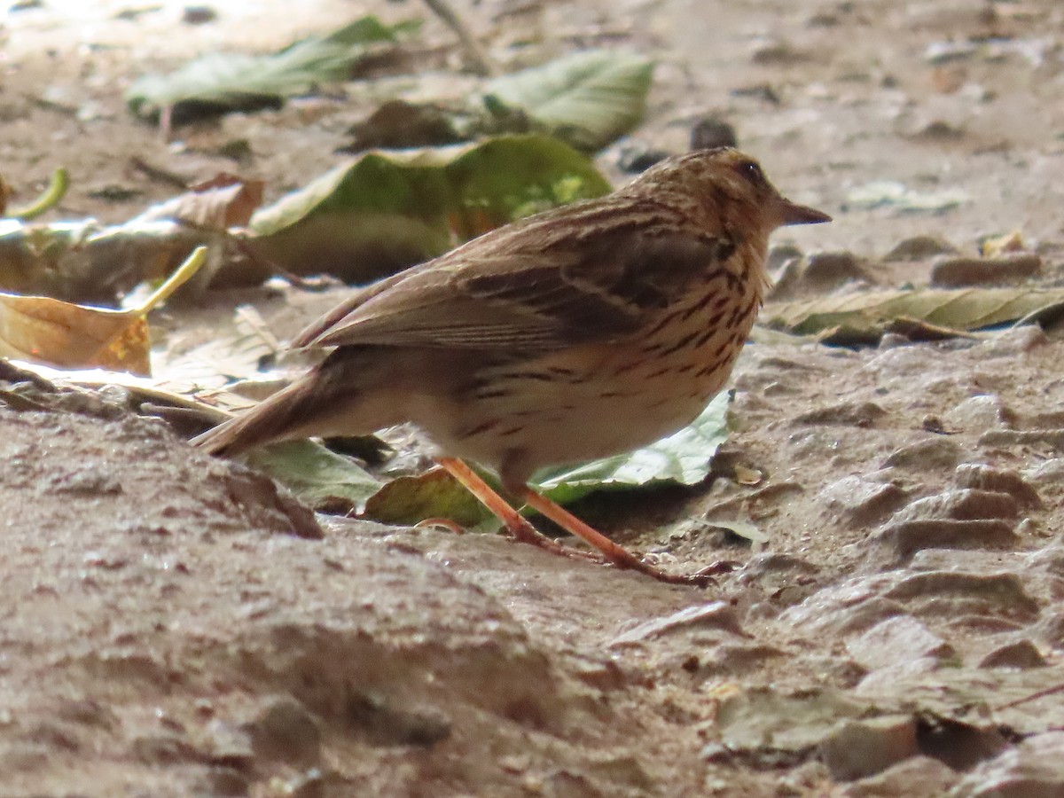 Nilgiri Pipit - ML652218367