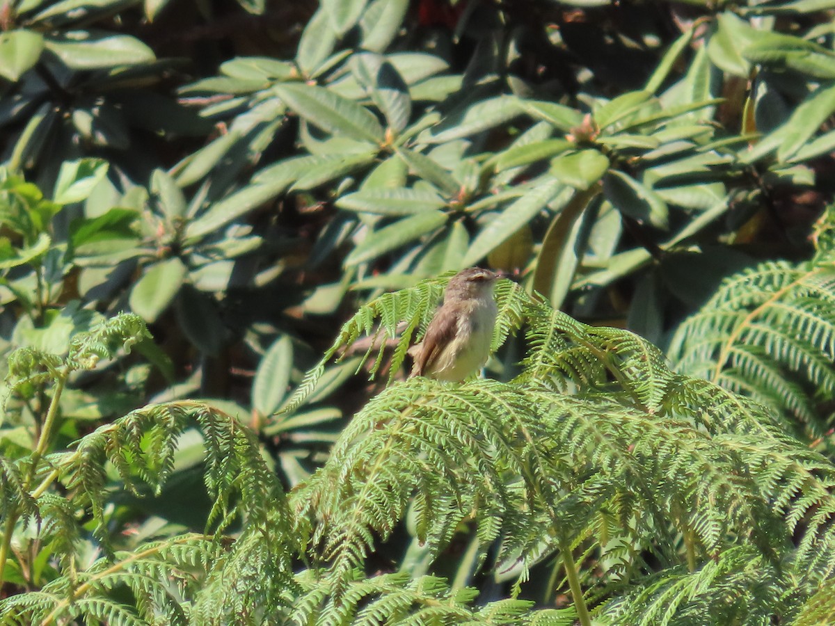 Plain Prinia - ML652218369