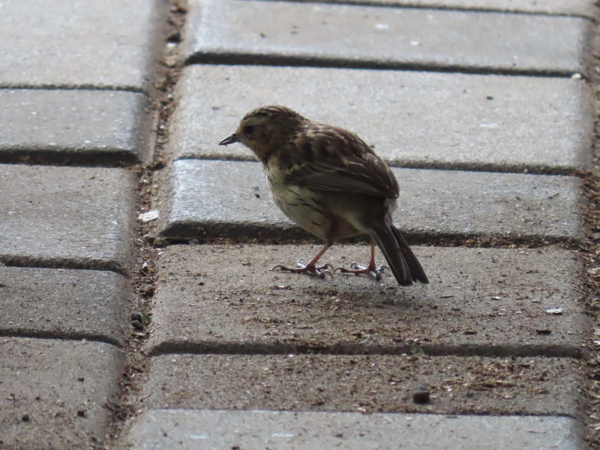 Nilgiri Pipit - ML652218370