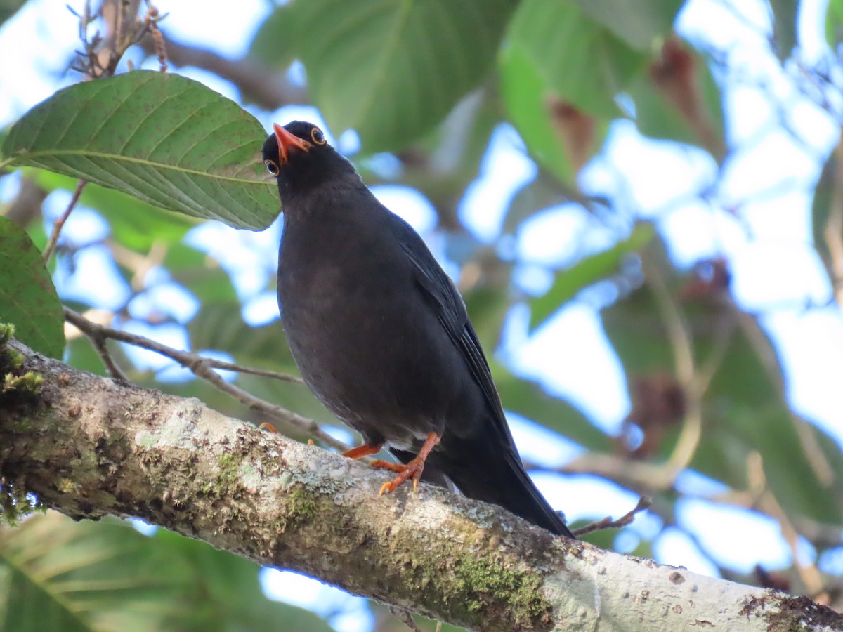 Indian Blackbird - ML652218393
