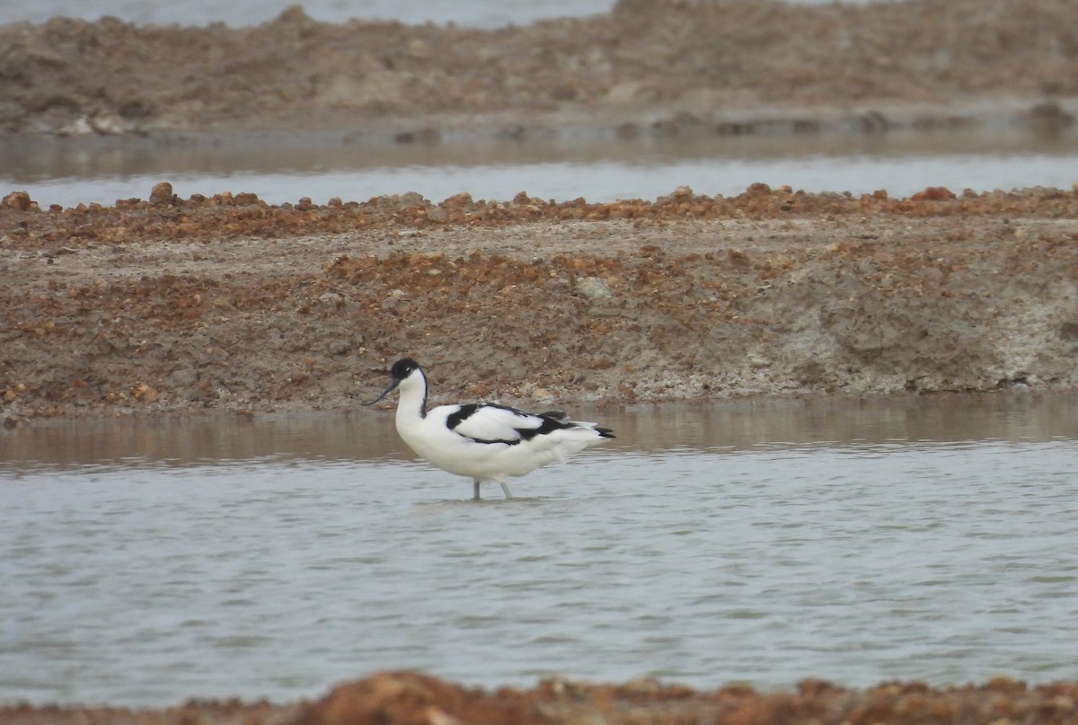 Шилоклювка - ML652218413