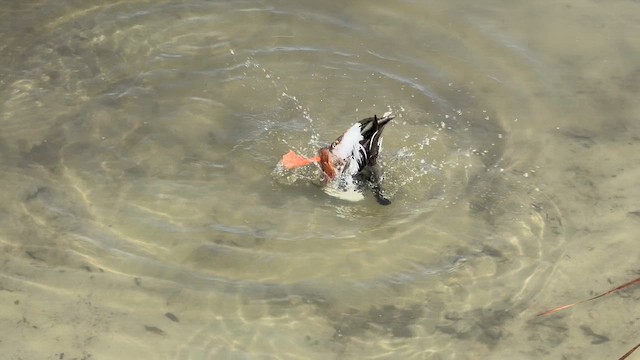 lžičák pestrý - ML652218455