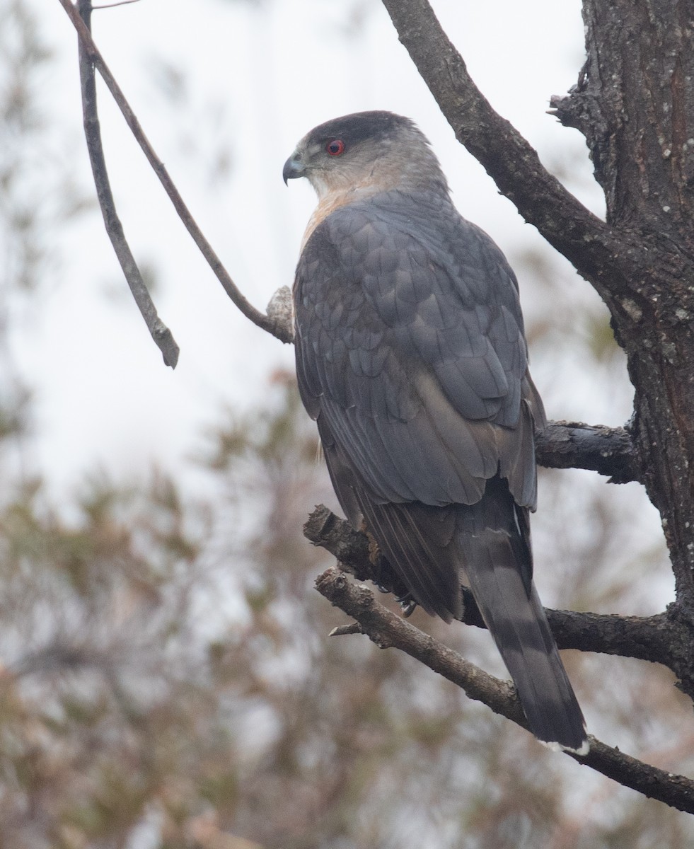 Cooper's Hawk - ML652218743