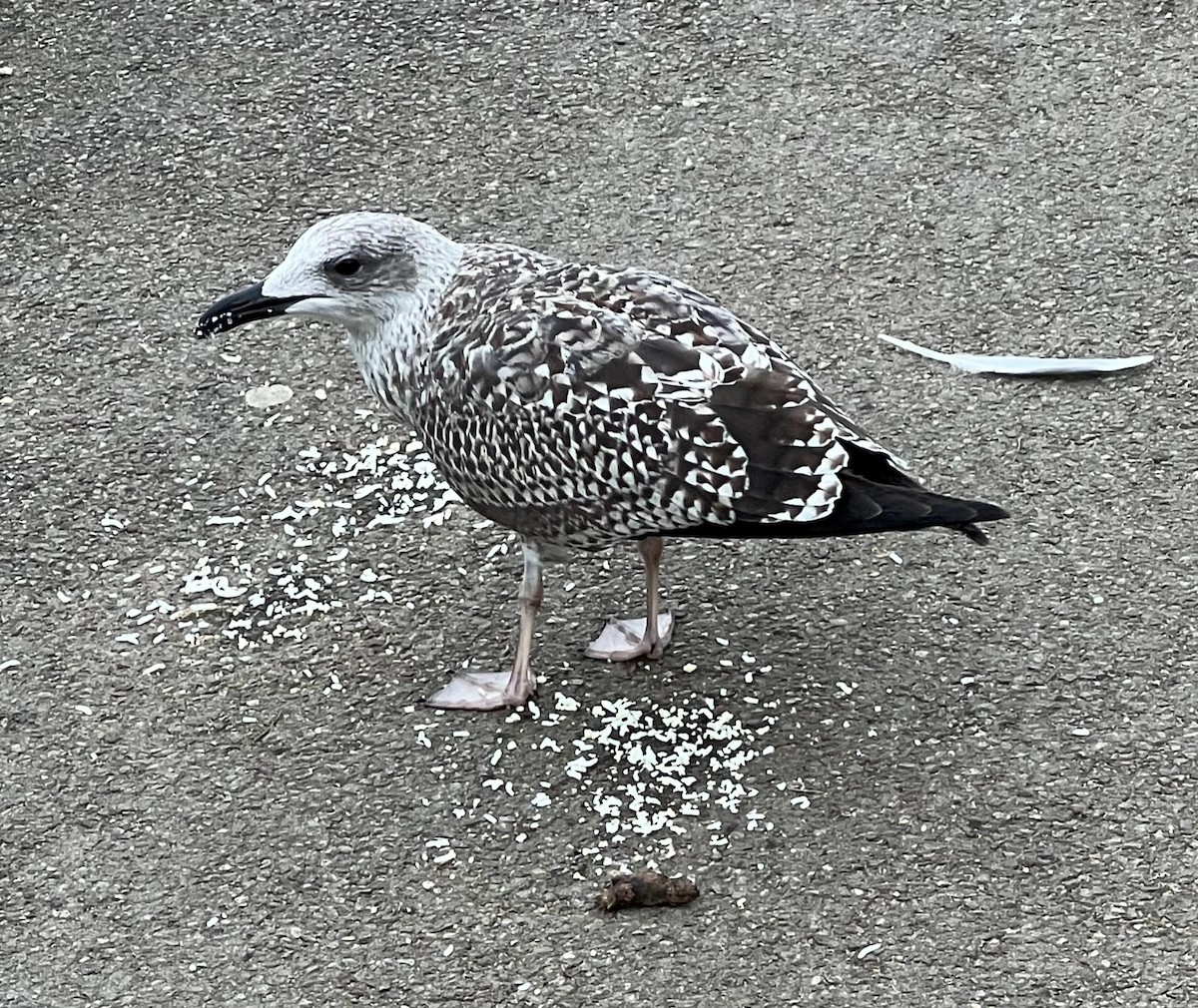 ニシセグロカモメ - ML652218752