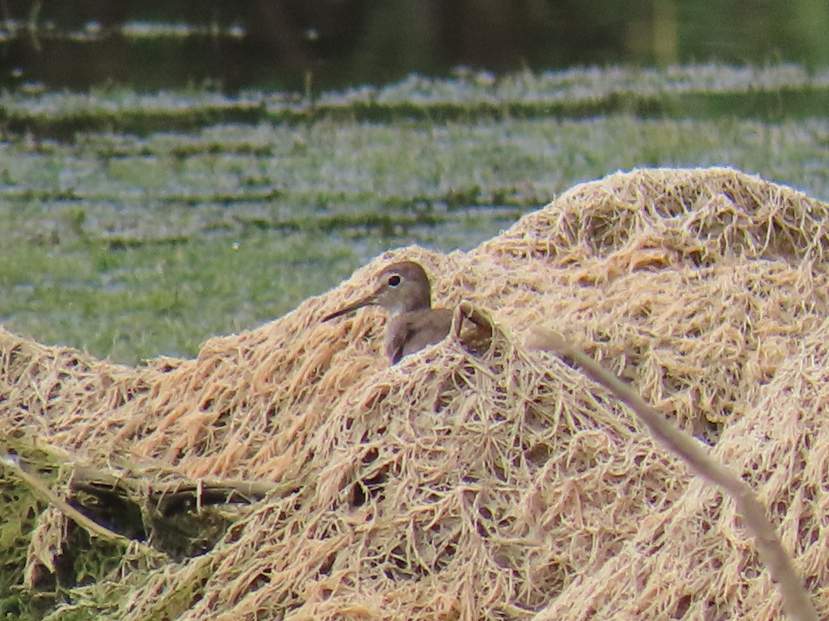 Solitary Sandpiper - ML652218775