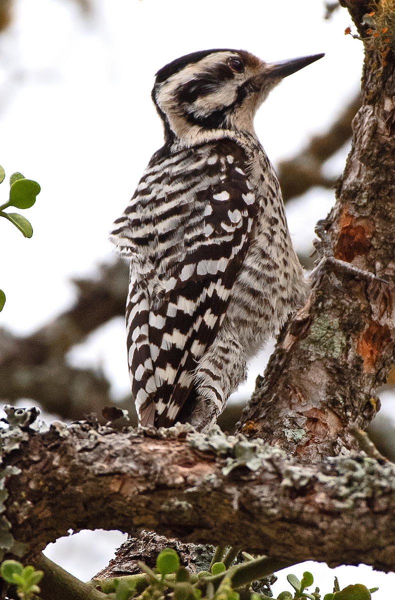 Ladder-backed Woodpecker - ML652219068