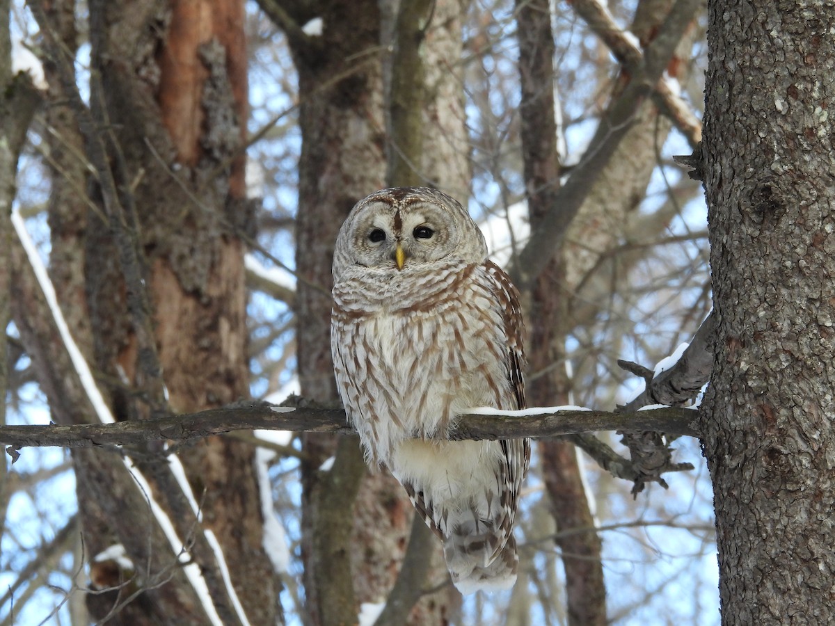 Streifenkauz - ML652219671